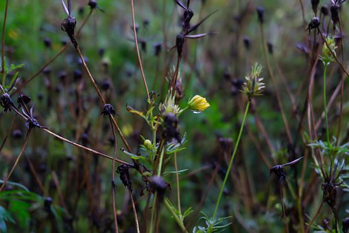 Flor, Seco, Jardim, Chuva, Molhado, Agua