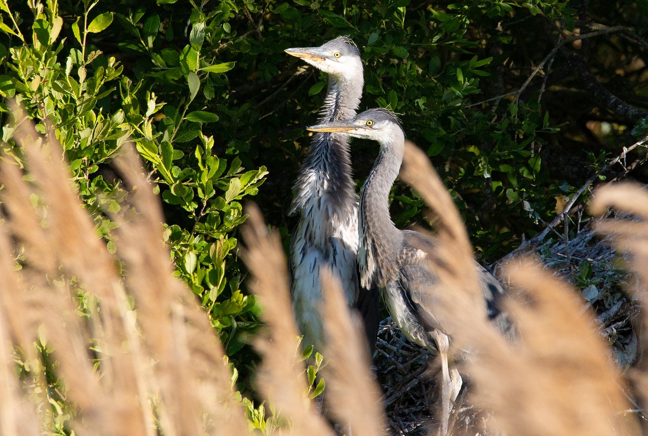 Imbrication Heron Cendre Photo Gratuite Sur Pixabay