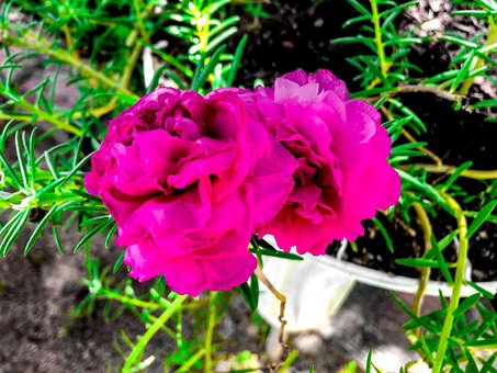 Free Flower Rose photo and picture