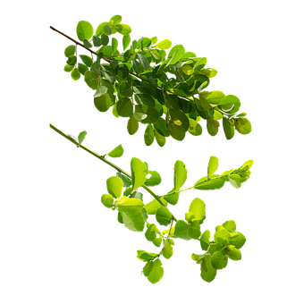Blade, Træ, Have, Skov, Natur, Forår