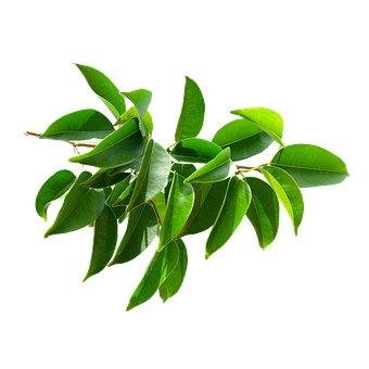 Blad, Plante, Grøn, Natur, Forår, Have