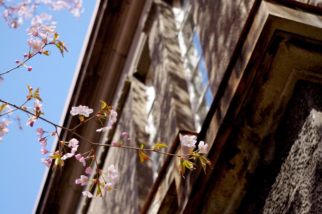 Download free HD stock image of Sakura Flower Free Sakura Flower photo and picture