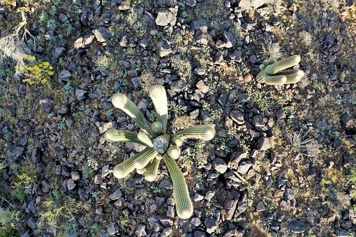 Free Cactus Drone photo and picture
