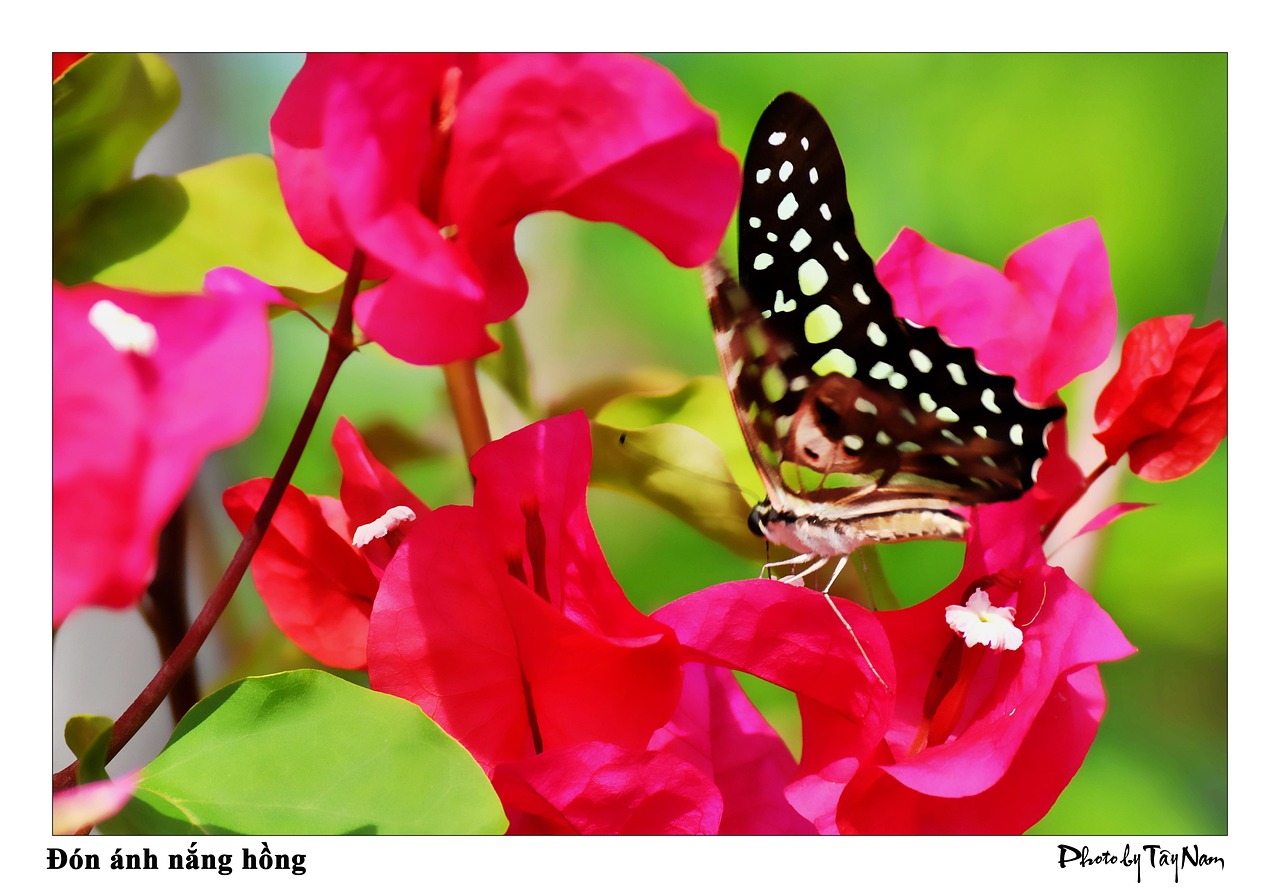 Konfetti Blume - Kostenloses Foto auf Pixabay - Pixabay