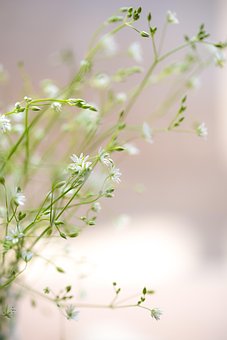 Free Dulzura Flores photo and picture
