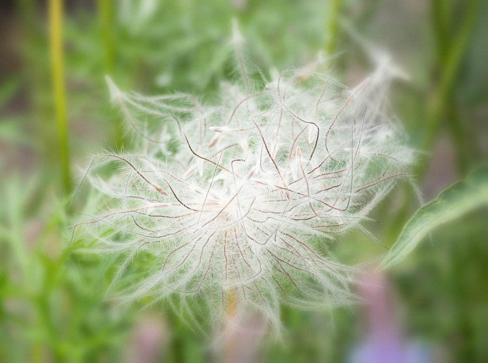 花 枯れた 種子 Pixabayの無料写真