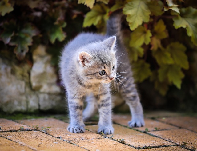 Free Kitten Cat photo and picture