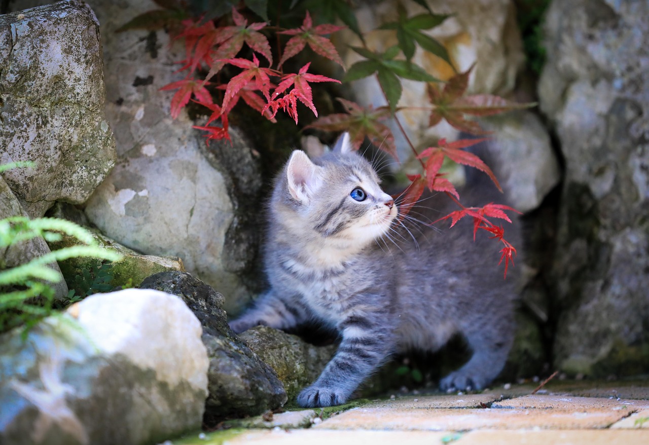 子猫 猫 ペット - Pixabayの無料写真 - Pixabay