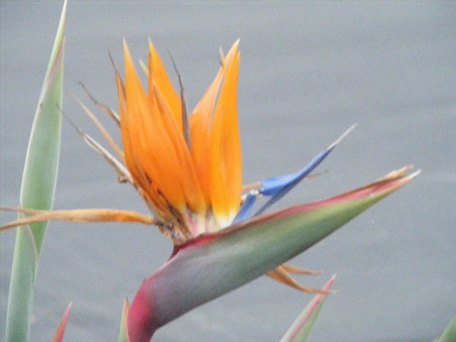 Free Flower Bird Of Paradise photo and picture