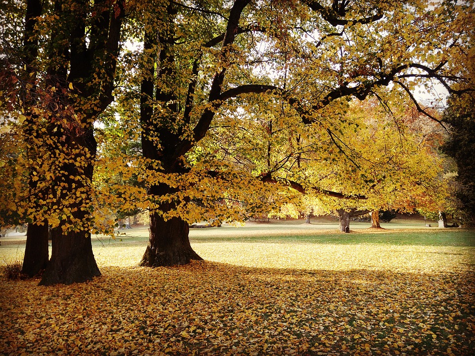 Autumn Trees Park - Free photo on Pixabay - Pixabay