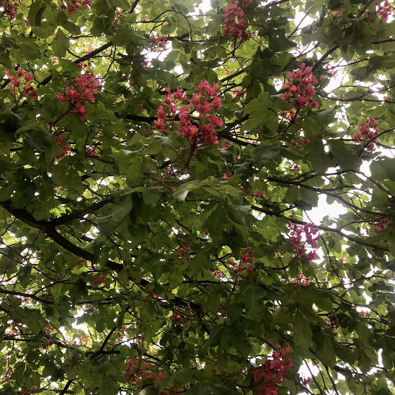 Red Flowering Horse Chestnut - Free photo on Pixabay - Pixabay
