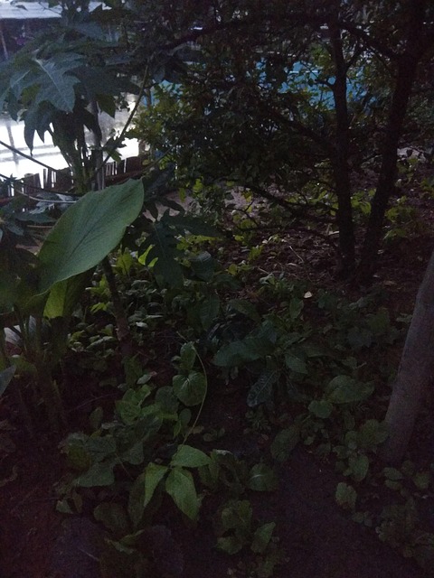 Free Jungle Trees photo and picture