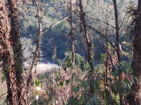 Free Landscape Jungle photo and picture