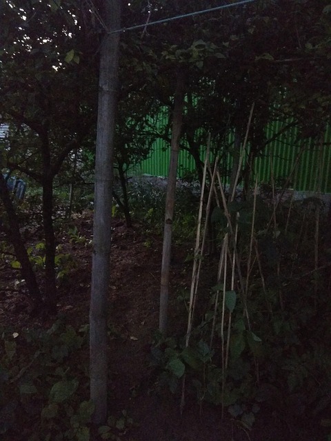 Free Trees Twilight photo and picture