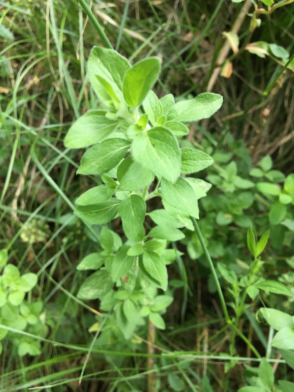 Wild Oregano Green Leaves Plant - Free photo on Pixabay - Pixabay