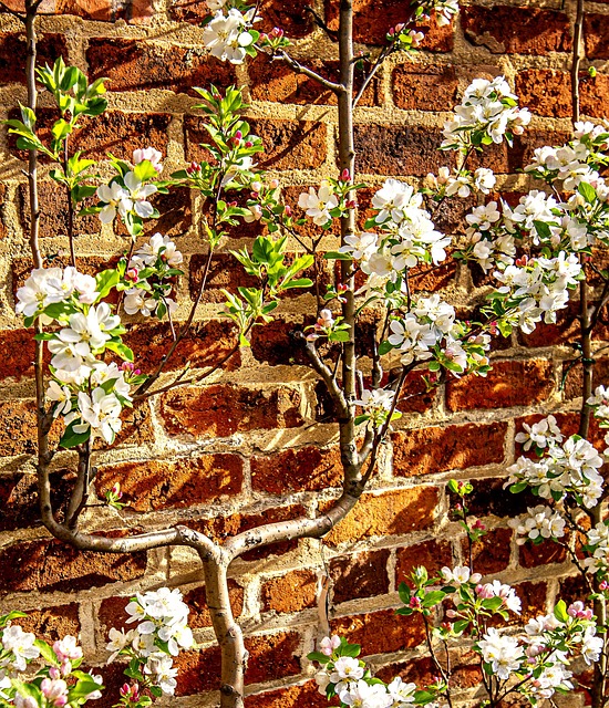 Free Wall Trellis photo and picture