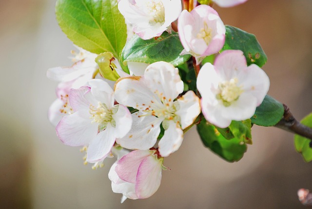 Free Flowers Floors photo and picture