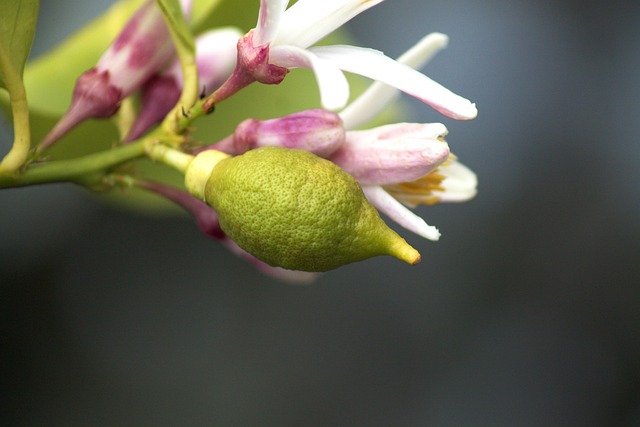 Free Lemon Tree Lemon photo and picture
