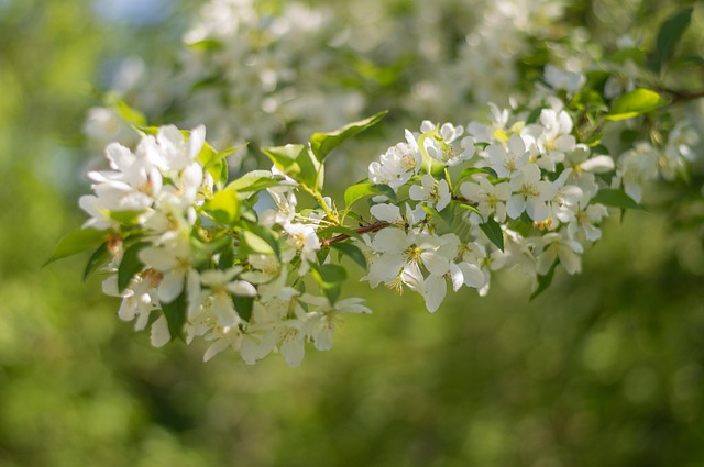 Free Apple Tree Flowers photo and picture