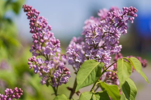Free May Spring photo and picture