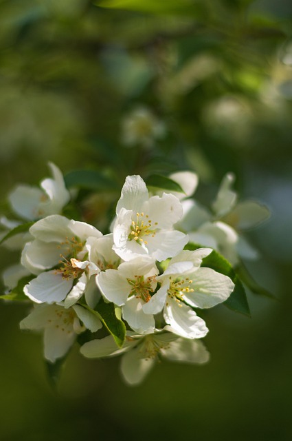 Free Spring Flowers photo and picture