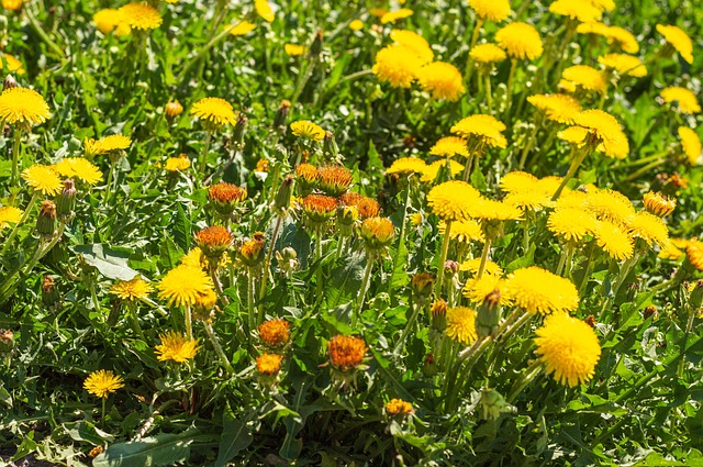 Free Flowers Nature photo and picture
