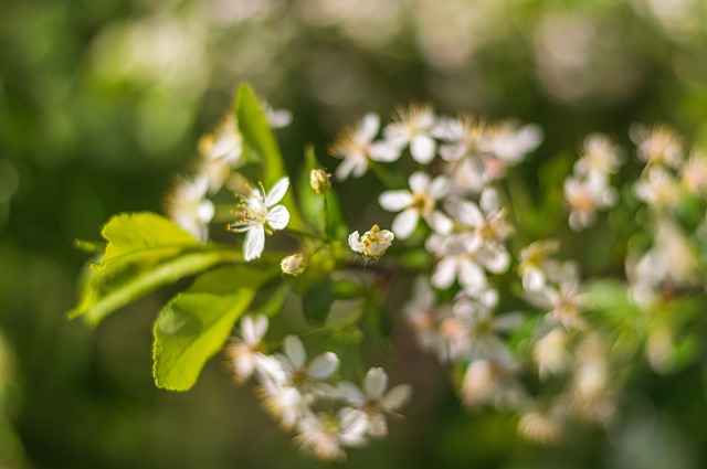 Free Spring Bloom photo and picture
