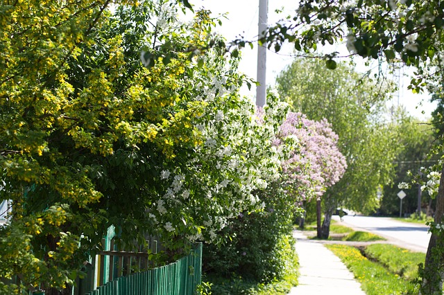 Free Spring Bush photo and picture