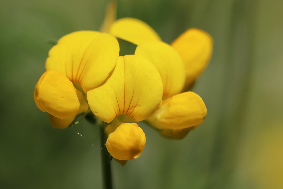 Fenugreek