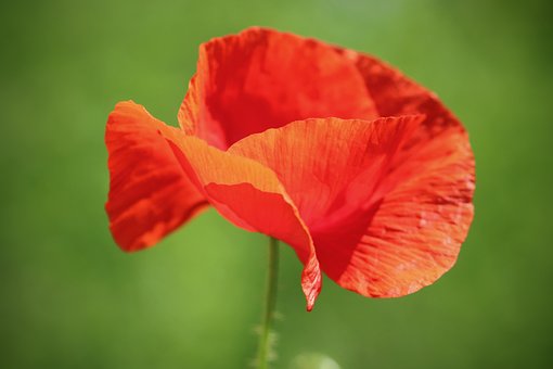 Poppy, Poppy Flower, Petals, Red