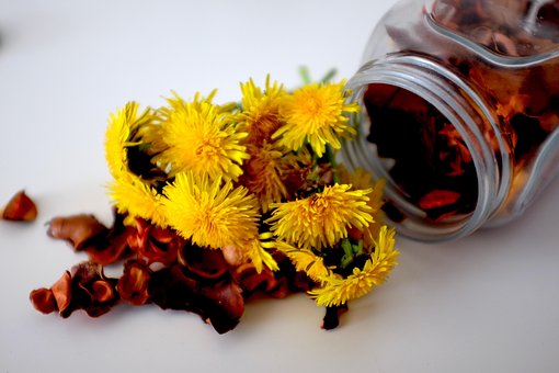 Free Dandelions Yellow photo and picture