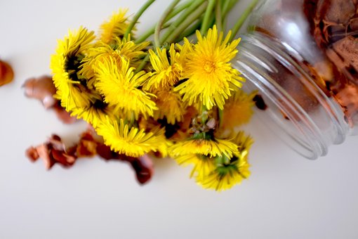 Free Dandelions Yellow photo and picture