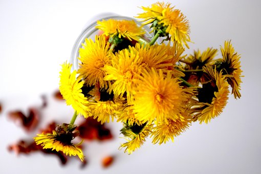 Free Dandelions Yellow photo and picture
