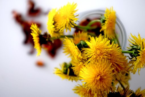 Free Dandelions Yellow photo and picture