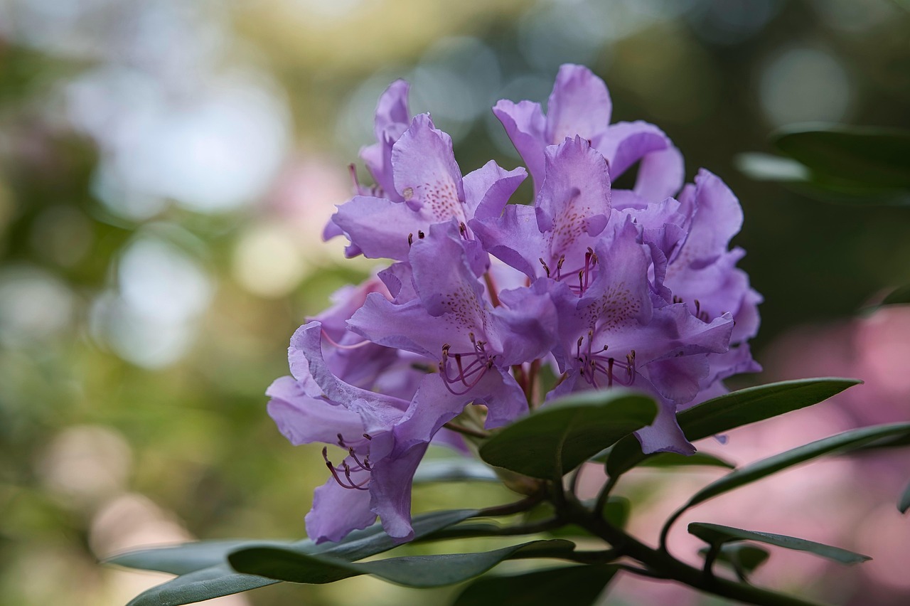 Rhododendron Fleur Le Printemps - Photo gratuite sur Pixabay - Pixabay