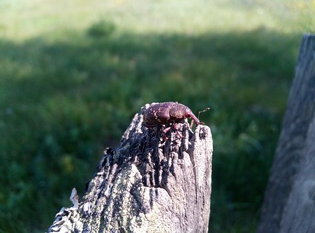 Free Beetle Weevil photo and picture