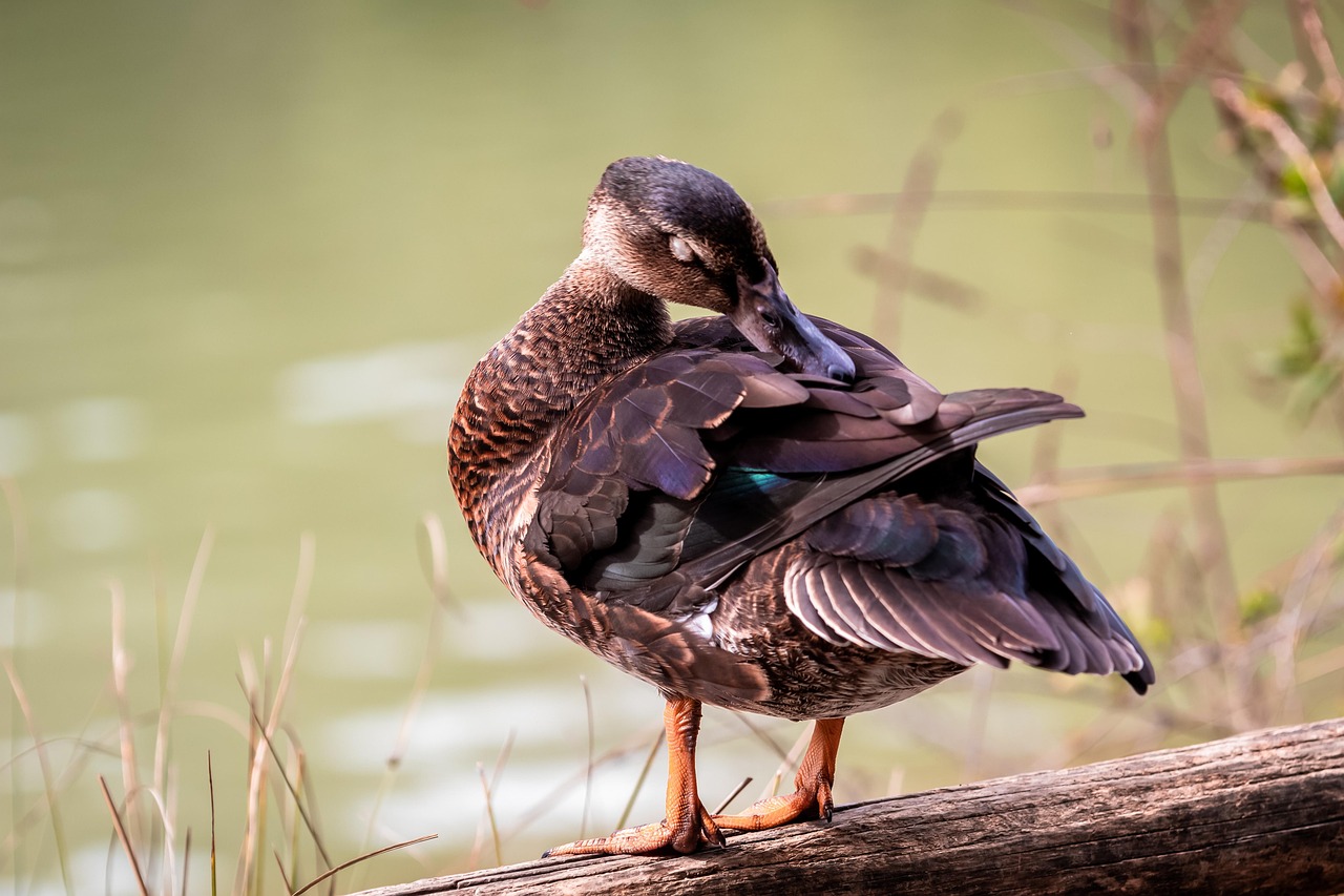 ลูกห่าน ห่าน เป็ด - ภาพฟรีบน Pixabay - Pixabay
