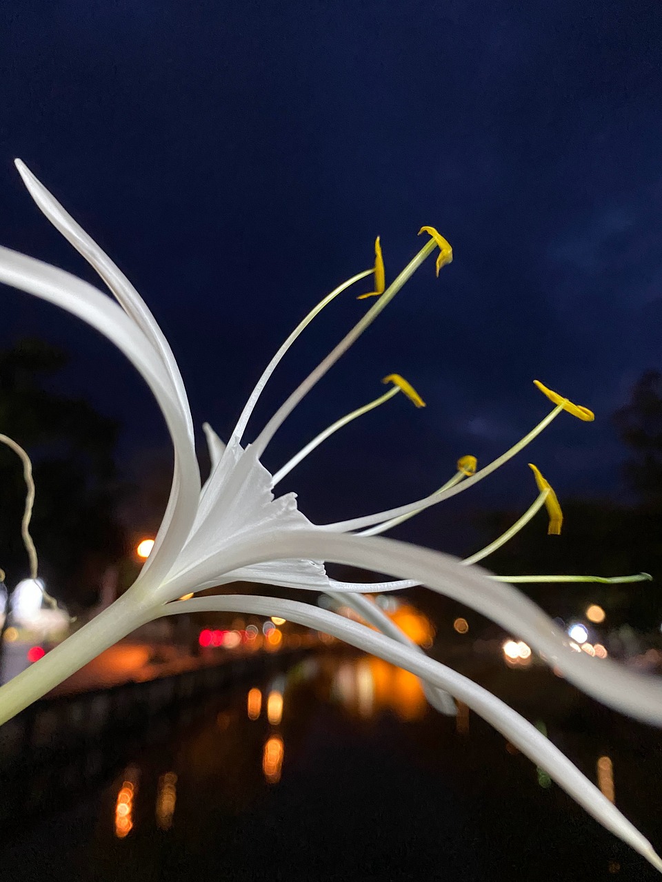 花 夜晚 - Pixabay上的免费照片 - Pixabay
