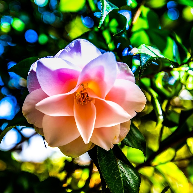 Free Flower Pink photo and picture