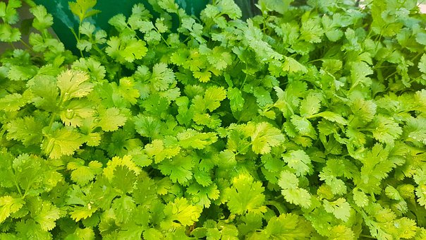 Free Coriander Aromatic photo and picture