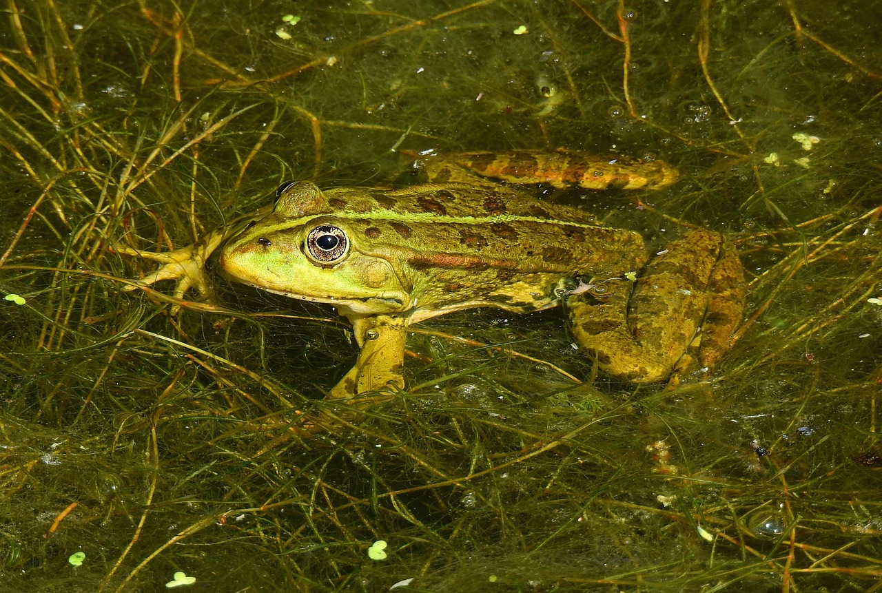Frog - free online jigsaw puzzle photo