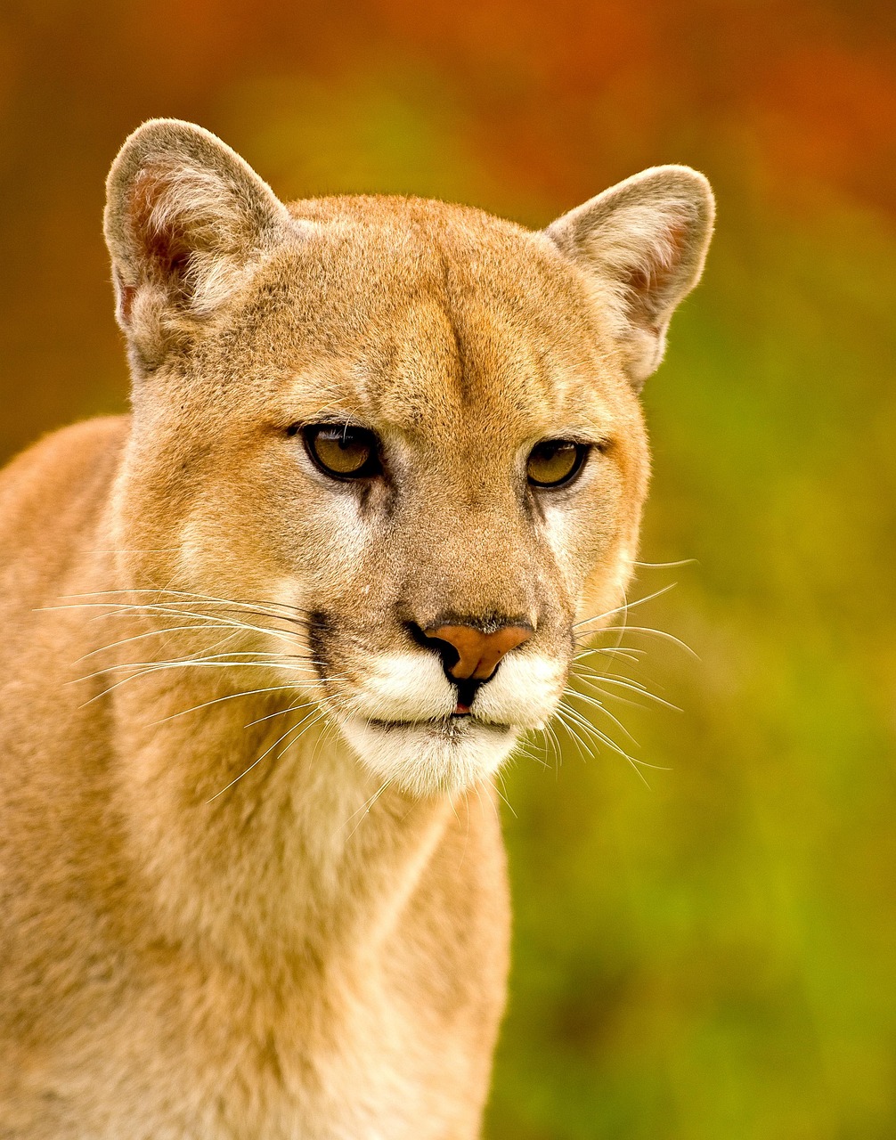 Puma Pictures 100 Free Images Of The Majestic Puma Cat Pixabay Puma Pictures 100 Free Images Of The Majestic Puma Cat Pixabay
