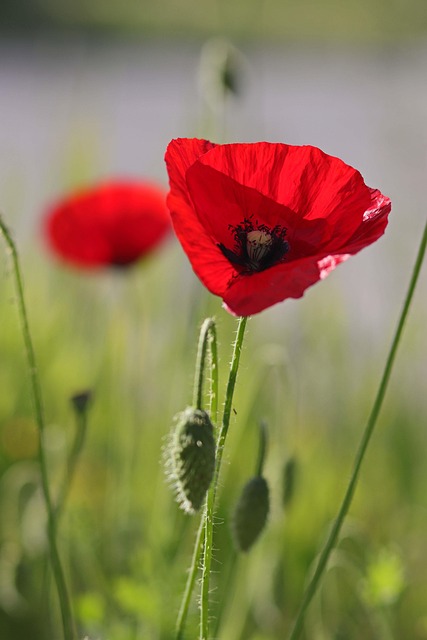 Mohn, Blume, Sommer, Wiese, Rot, Feld