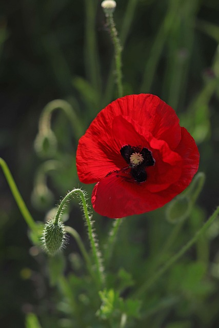 Mohnblume, Natur, Klatschmohn, Blüte