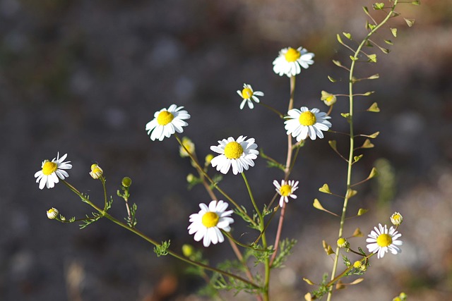 Margariten, Feld, Natur, Blumen
