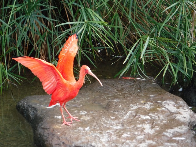 Free Flamingo Waterfowl photo and picture