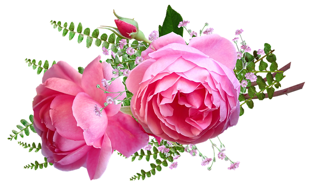 Free flowers pink roses illustration