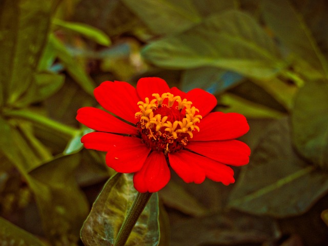 Free Flor Vermelha photo and picture