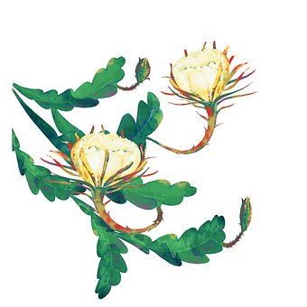 Free Epiphyllum Hoa Quynh illustration and picture