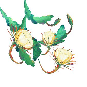 Free Epiphyllum Hoa Quynh illustration and picture